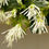 Thumbnail: JAZZ HANDS White Chinese Fringe Flower 1 Quart Pot
