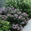 Thumbnail: Tiny TUFF STUFF Lacecap Mountain Hydrangea 1 Quart Pot