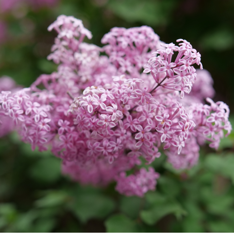 Thumbnail: Lilac BLOOMERANG PURPINK Reblooming Lilac 1 Quart Pot