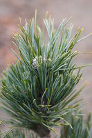 Otztal Pine Swiss Stone Pine Base Size 1 Gallon Air Pot
