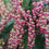 Thumbnail: INTERSTELLA Lilly of the Valley Pieris japonica 1 Quart Pot