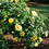 RISE UP RINGO Climbing Rose Bush 1 Quart Pot