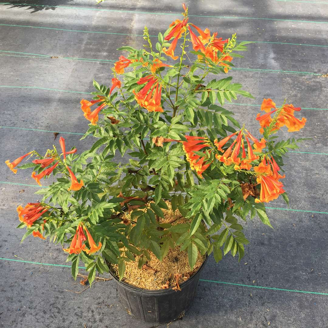 CHICKLET Orange Trumpet Bush 1 Quart Pot