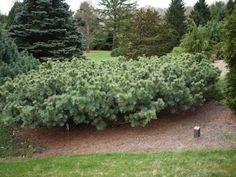 Dwarf Blue Siberian Stone Pine Pinus pumila Size 1 Quart