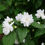Thumbnail: ILLUMINATI SPICE Mockorange Philadelphus 1 Quart Pot