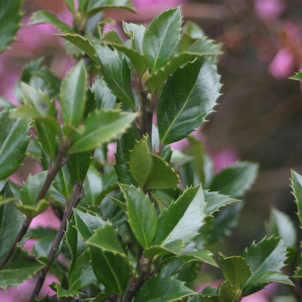 Thumbnail: CASTLE WALL Blue Holly 1 Quart Pot