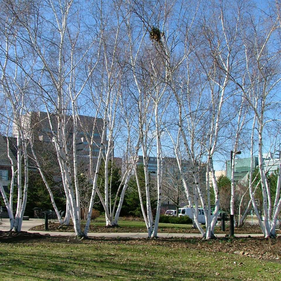 AVALANCHE Birch Tree Base Size 1 Gallon