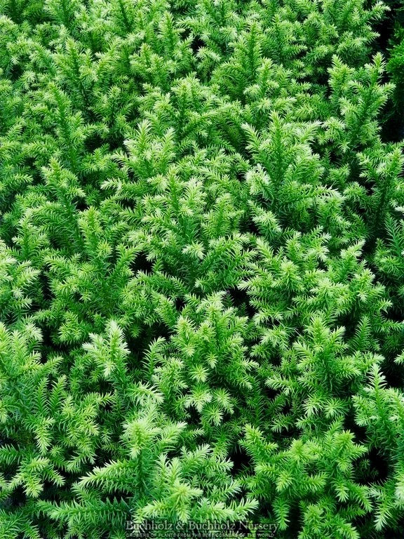 Golden Promise Cedar Miniature Japanese Cedar Base Size 1 Quart Air Pot