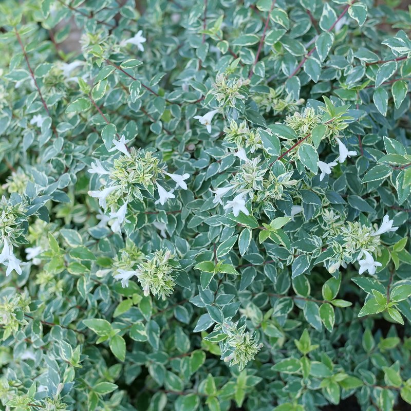MUCHO GUSTO Abelia 1 Quart Pot