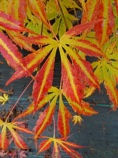 Royalty Full Moon Maple Acer shirasawanum