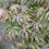 Thumbnail: Pastel Japanese Maple Base Size 1 Quart Air-Pot