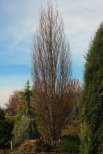 Red Obelisk Conical European Beech Tree Base Size 1 Quart Air-Pot