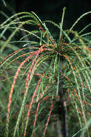 Whipcord Cedar Western Red Cedar Dwarf Base Size 1 Quart Air Pot