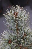 Thumbnail: Blue Angel  Pine Japanese White Pine Base Size 1 Quart Air Pot
