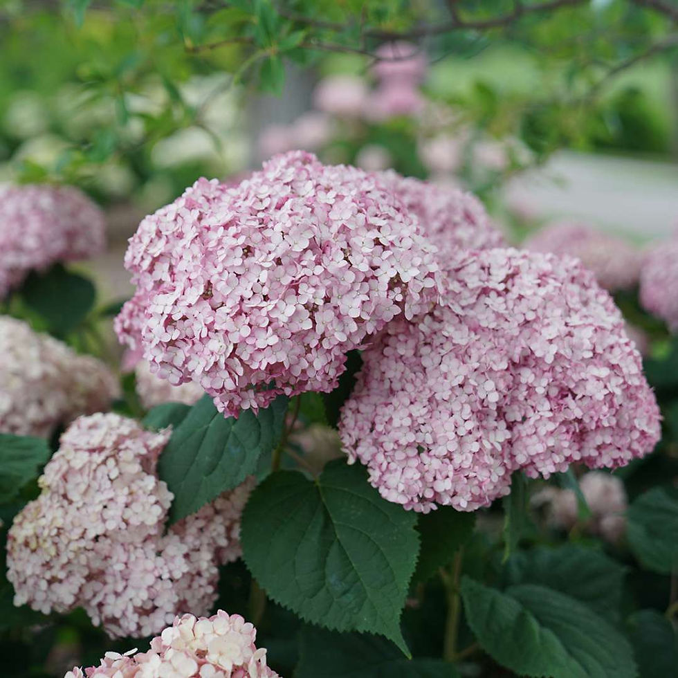 INCREDIBALL Blush Smooth Mophead Hydrangea 1 Quart Pot