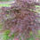 Thumbnail: Royalty Full Moon Maple Acer shirasawanum