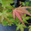 Thumbnail: Wild Fire Japanese Maple Acer palmatum