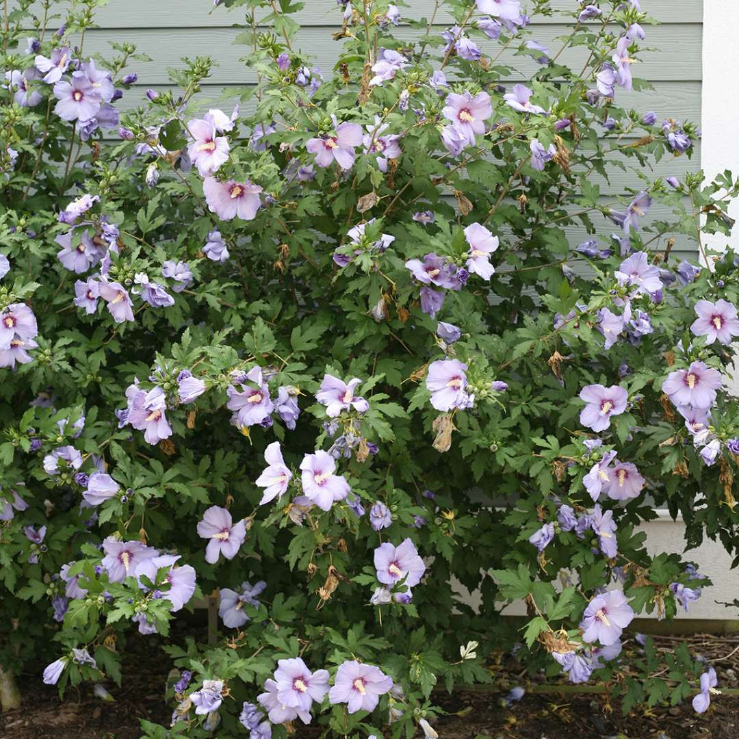 Hibiscus Azurri Blue SATIN Rose of Sharon 1 Quart Pot