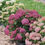 Thumbnail: INVINCIBELLE MINI MAUVETTE Smooth Hydrangea 1 Quart Pot