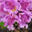 Thumbnail: Rhododendron DANDY MAN Purple Rhododendron 1 Quart Pot