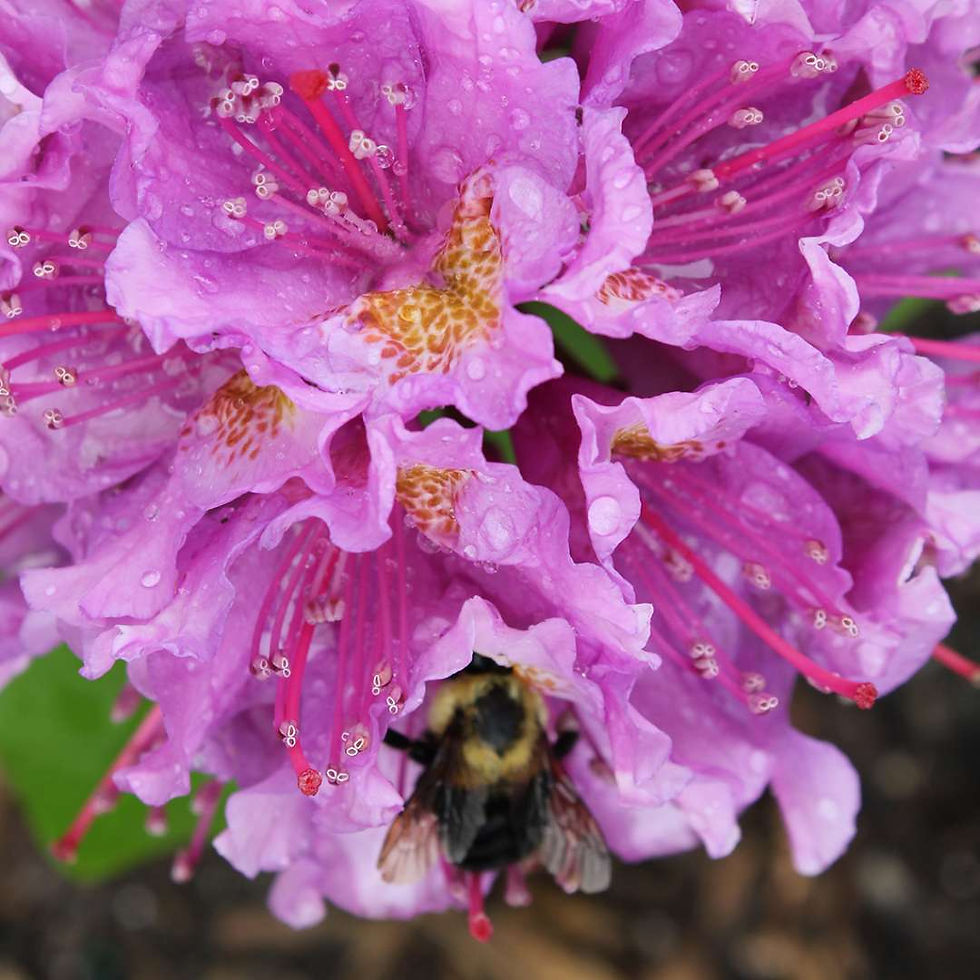 DANDY MAN Purple Rhododendron 1 Quart Pot