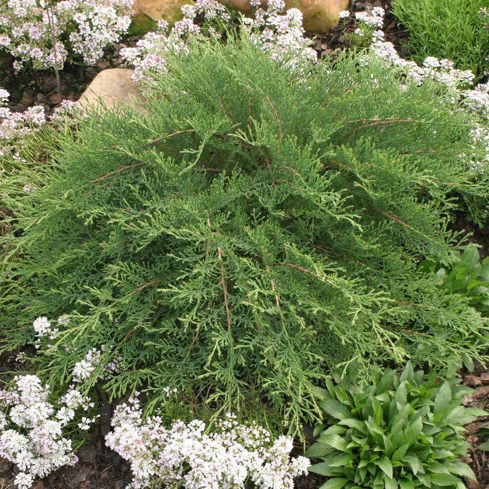CELTIC PRIDE Siberian Cypress 8 Pack Quarts