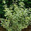 Thumbnail: Hibiscus SUGAR TIP Gold Rose of Sharon 1 Quart Pot