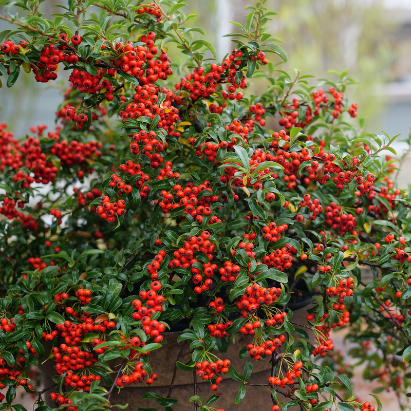 Thumbnail: Pyracomeles BERRY BOX Pyracomeles 1 Quart Pot