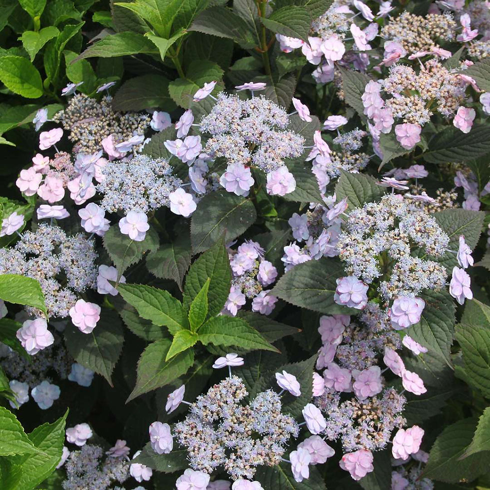 Tiny TUFF STUFF Lacecap Mountain Hydrangea 1 Quart Pot