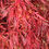Thumbnail: Shu shidare Japanese Maple Acer palmatum