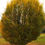 Thumbnail: Fastigiata Pyramidical European Hornbeam Base Suze 1 Gallon