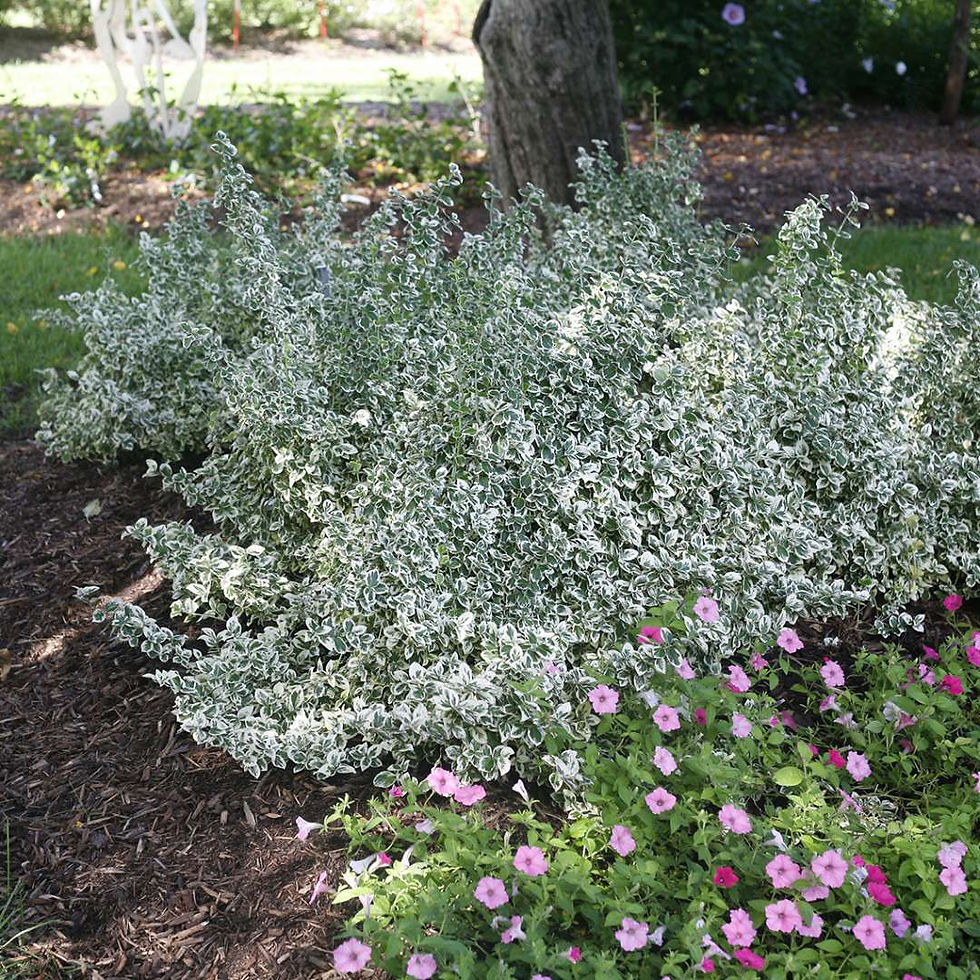 WHITE ALBUM Wintercreeper Euonymus 1 Quart Pot