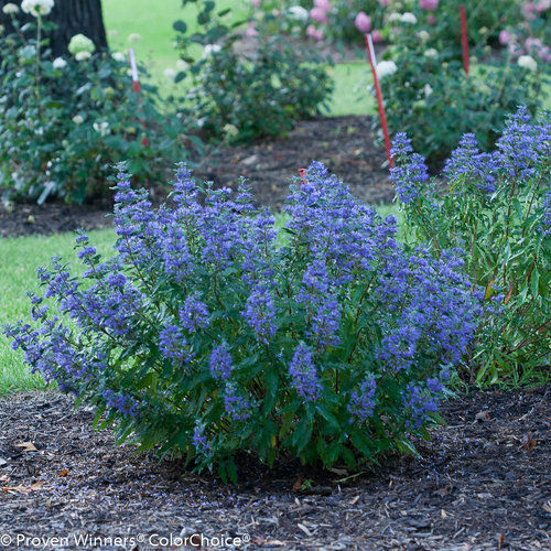 BEYOND MIDNIGHT Bluebeard 1 Quart Pot