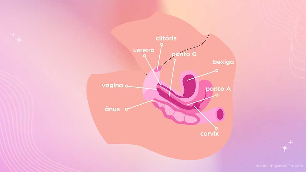 Ilustraciones anatómicas de una pelvis.