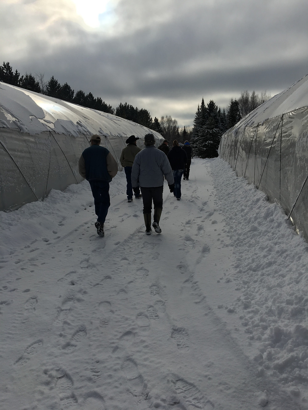 Walking between winter growing tunnels