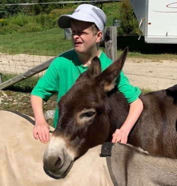 donkey