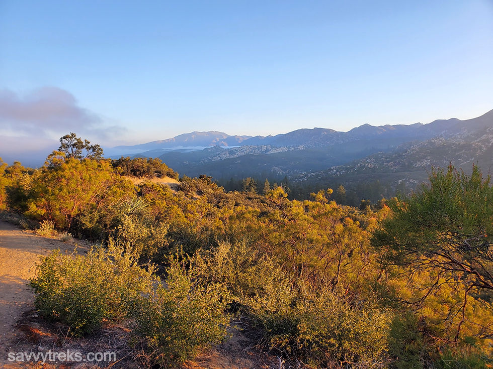 The early morning sunlight hits the desert vegetation with mountains and mist in the back under an early morning blue sky
