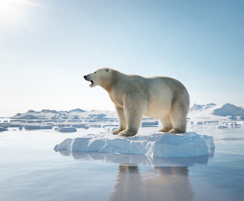 polar bear 72.jpg