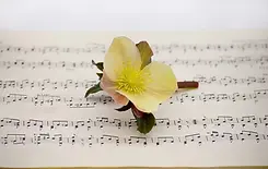 christmas-rose-7769015_1280.webp