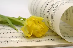 flower-7785449_1280.webp