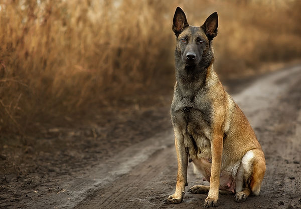 shutterstock_744660880 (2) (1).jpg