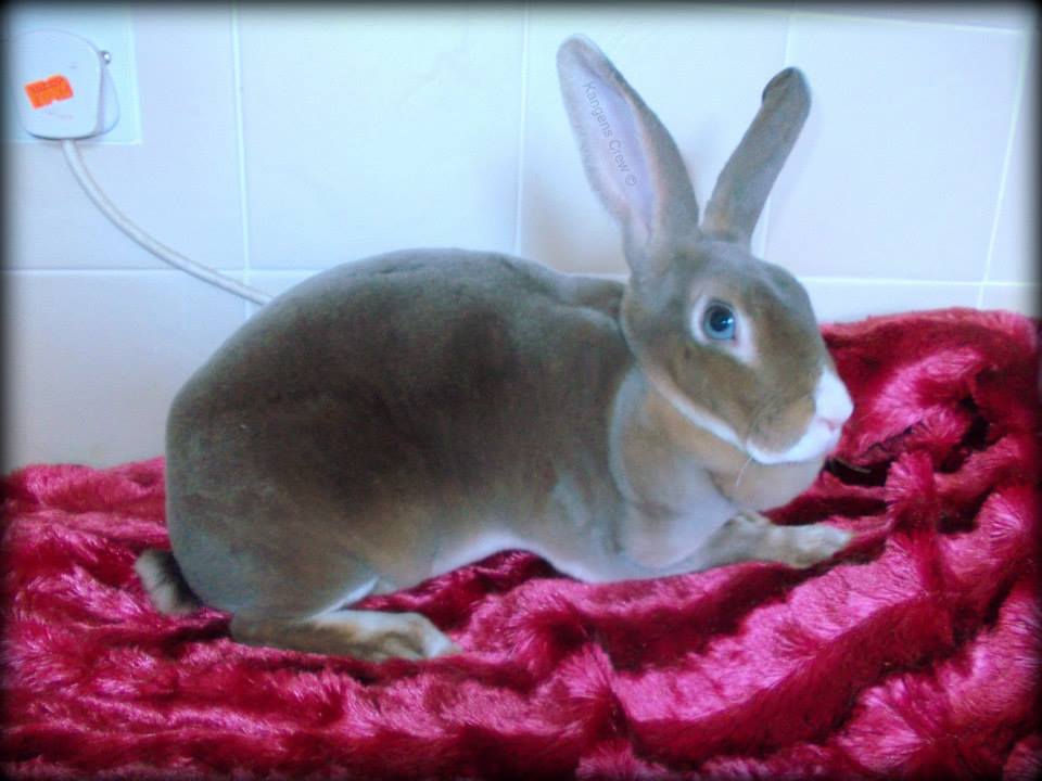 Rew Mini Rex Mini Rex Colour Guide | kangens-crew-minirex