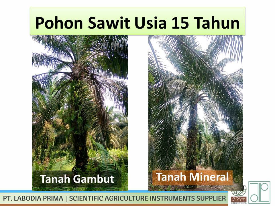 Observasi Penggunaan Air Pada Pelepah Kelapa Sawit Pada