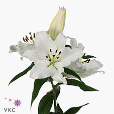 FBJ Flower Import : Lilium or lingerie