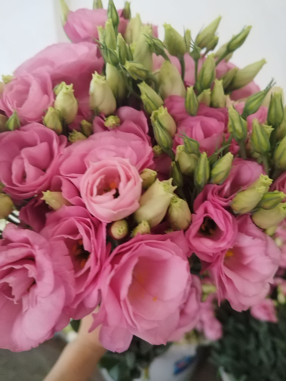 FBJ 花不園 桔梗 粉色 多枝/扎