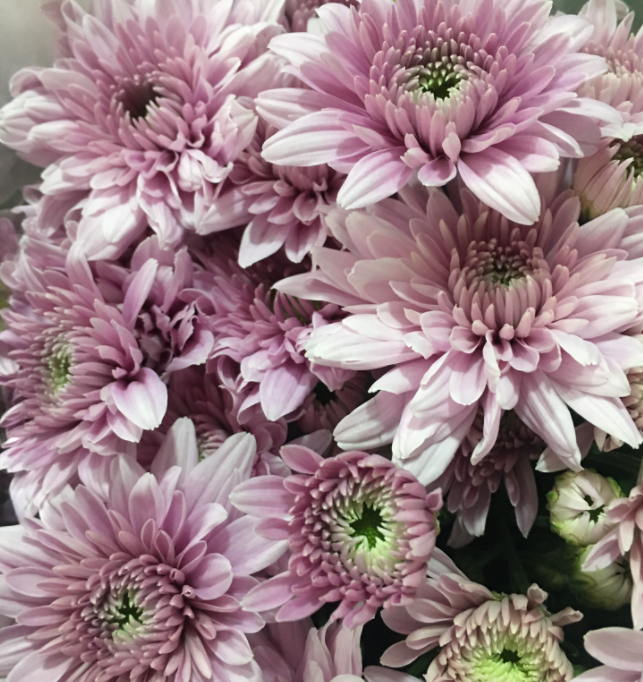 FBJ 花不園 小菊花 探戈 10枝/扎