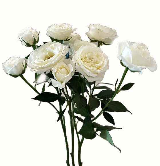 FBJ 花不園 小玫瑰 多頭白泡泡 白色系