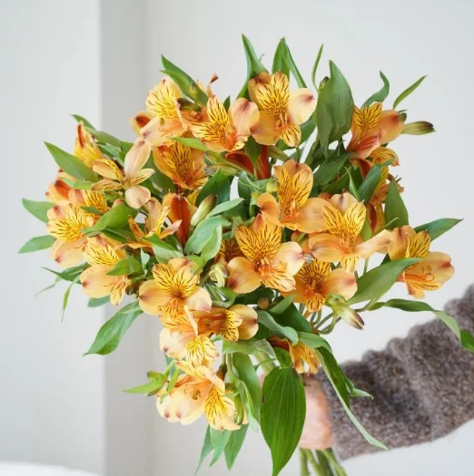 FBJ 花不園 襯花 六出花 10枝/扎