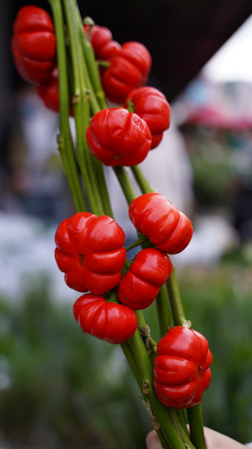 FBJ 花不園 襯花 小南瓜 多枝/扎