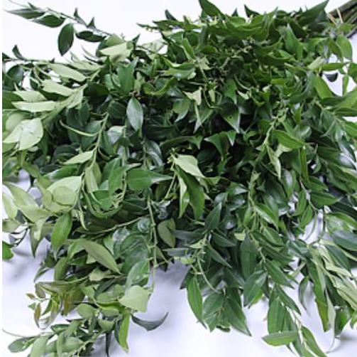 FBJ 花不園 葉材 萬年青 10枝/扎